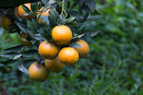 Fresh Oranges on the Tree