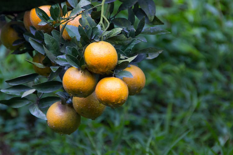 Fresh Oranges On The Tree