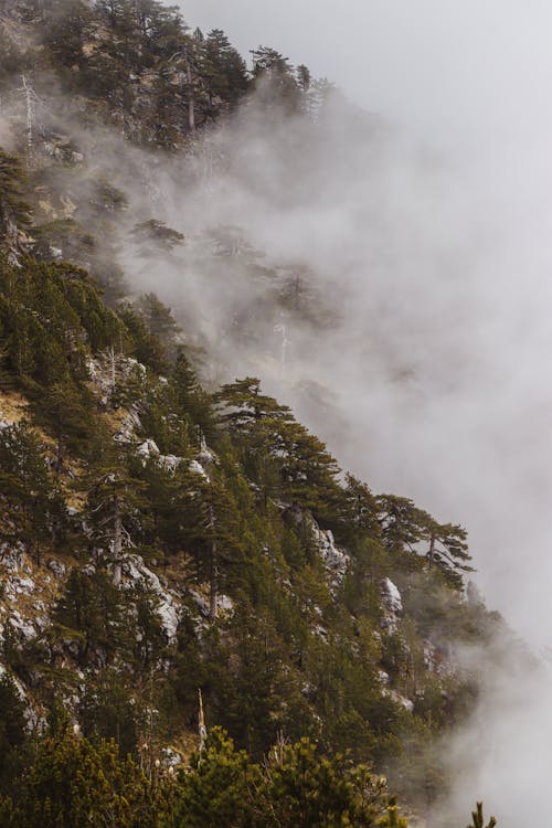 Gratis stockfoto met antenne, berg, bomen