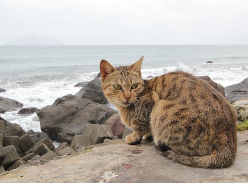 Photos gratuites de animal de compagnie, bord de mer, chat brun