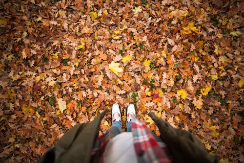 Free Person Standing on a Ground With Dry Leaves Stock Photo