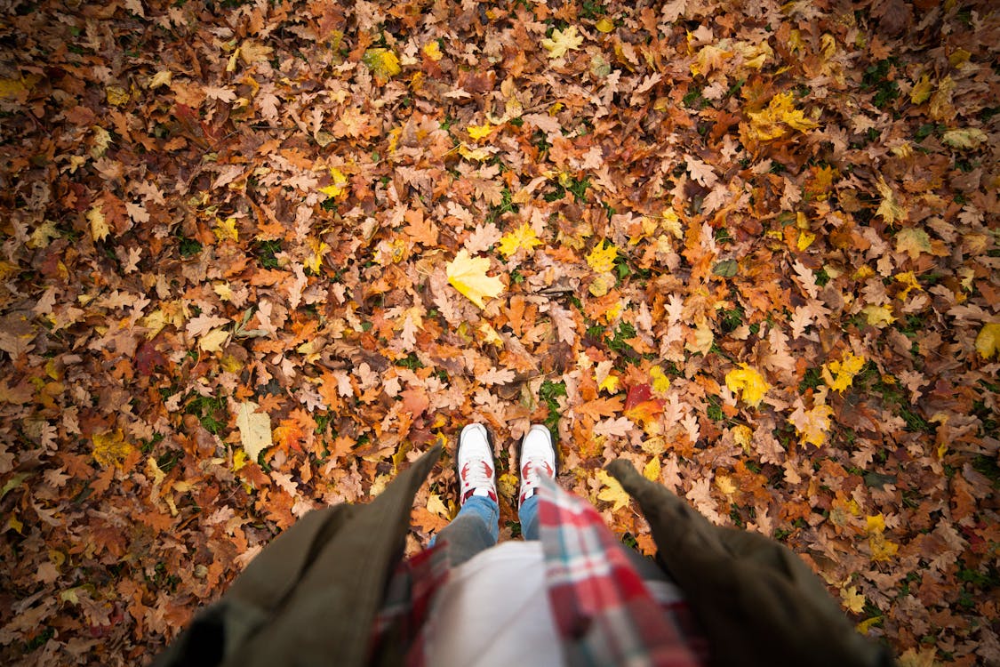 Kostenlos Person, Die Auf Einem Boden Mit Trockenen Blättern Steht Stock-Foto
