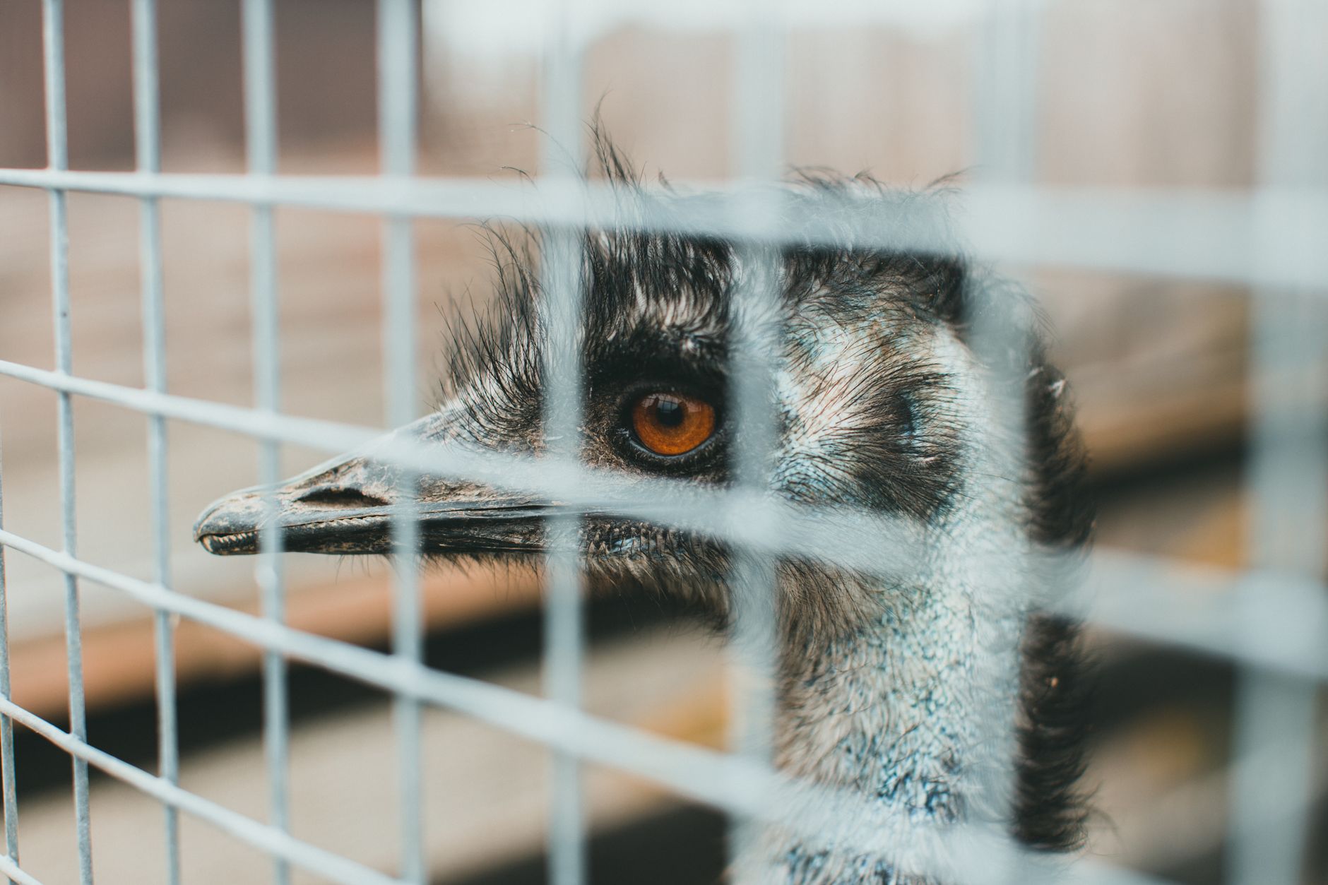 Detailed close-up of an emu's eye through a wire fence, capturing the bird's striking features.