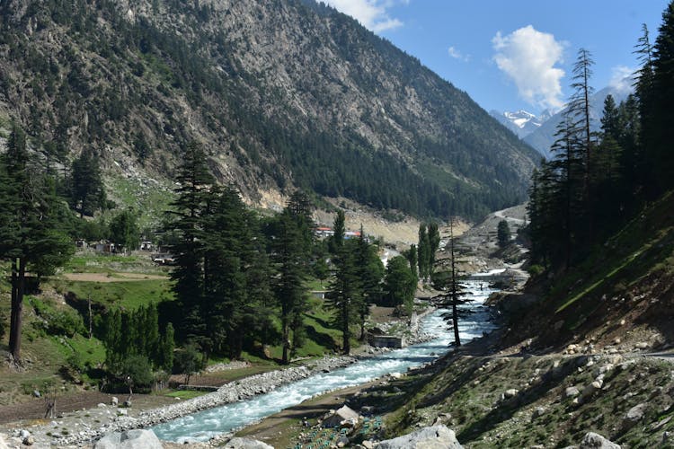 Trees Beside River On Mountain