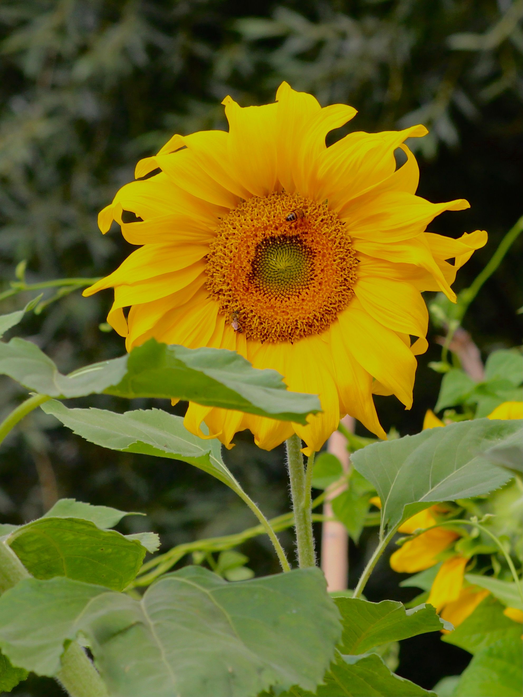 Yellow Sunflower in Close Up Photography · Free Stock Photo