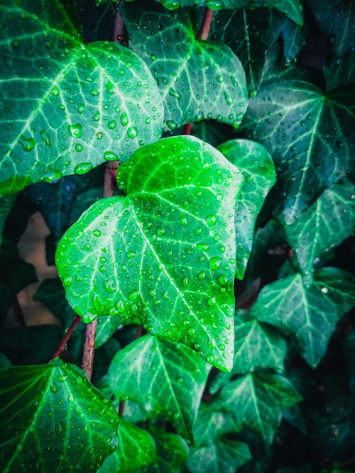 Free stock photo of after rain, autumn leaf color, leaf