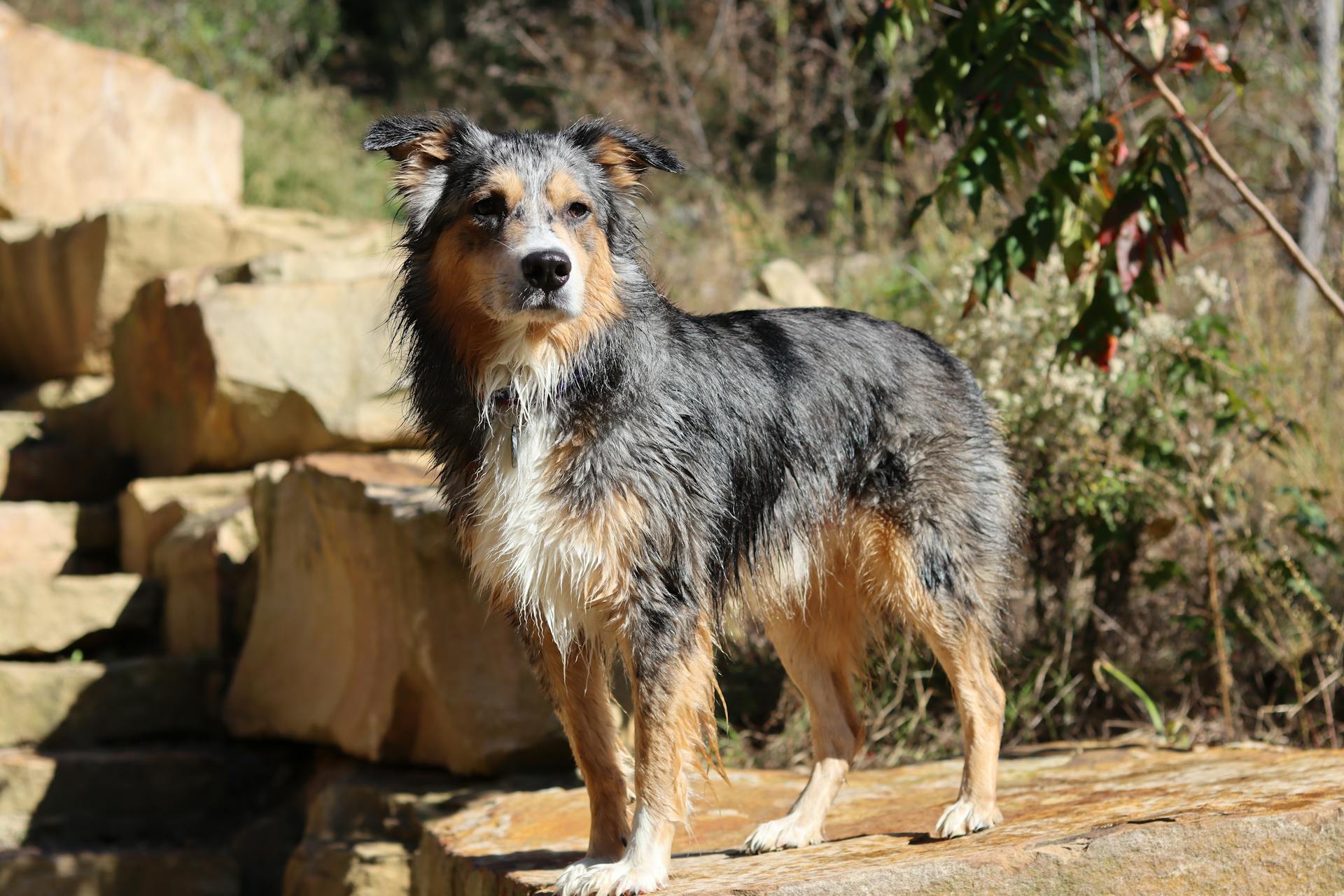 An Australian Shepherd