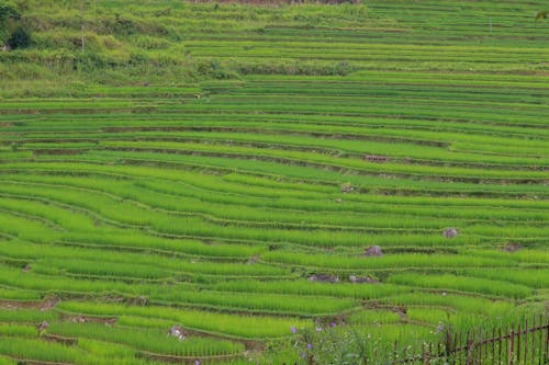 天性, 景觀, 稻田 的 免費圖庫相片