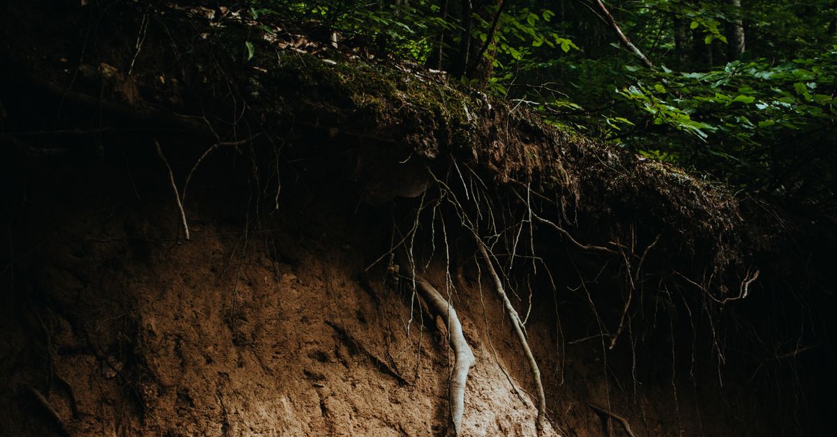 Vista dramática de raízes de árvores expostas em uma exuberante floresta turca, destacando a erosão natural.