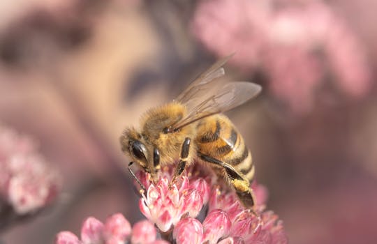 Detailed close-up of a honeybee pollinating pink flower buds. Nature and beauty captured.