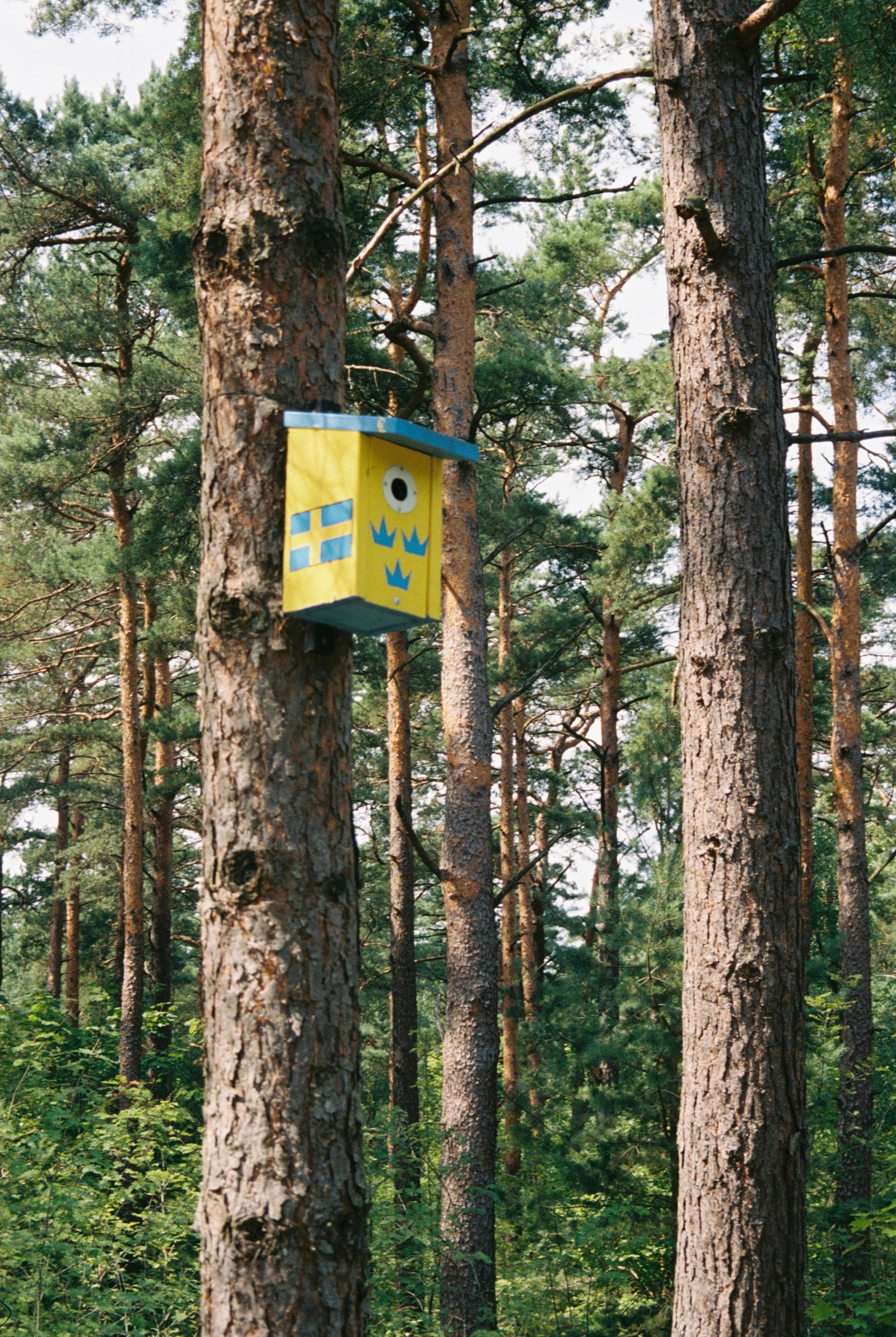 A vibrant birdhouse hangs amid tall pine trees in a lush Swedish forest.