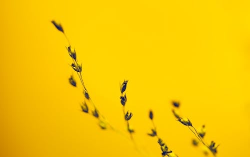 Purple Flowers on Yellow Background