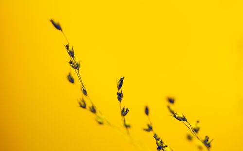 Free Close-up of purple flora against a striking yellow background, capturing a vibrant contrast. Stock Photo