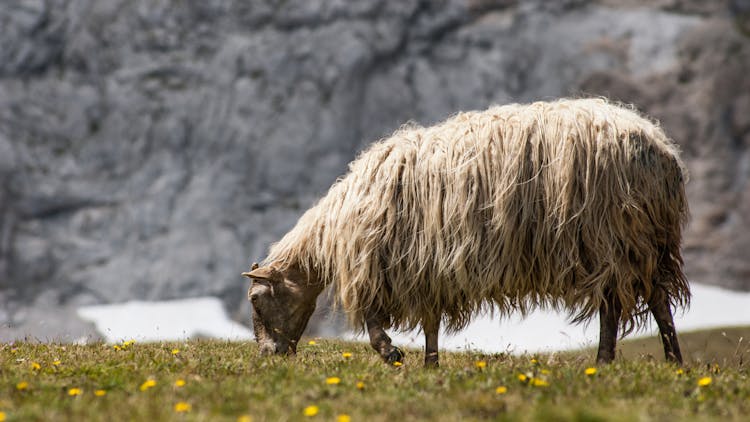 White Sheep Eating On Green Grass