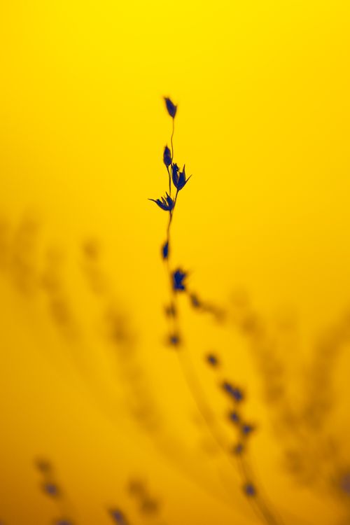Free Artistic silhouette of delicate flowers with vibrant yellow backdrop. Stock Photo