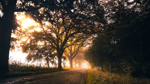 Free A serene countryside road flanked by trees with morning sunlight filtering through fog. Stock Photo
