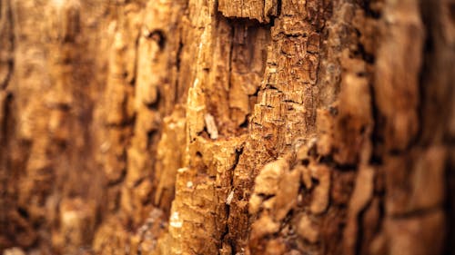 Kostnadsfria Kostnadsfri bild av bark, brun, grov Stock foto