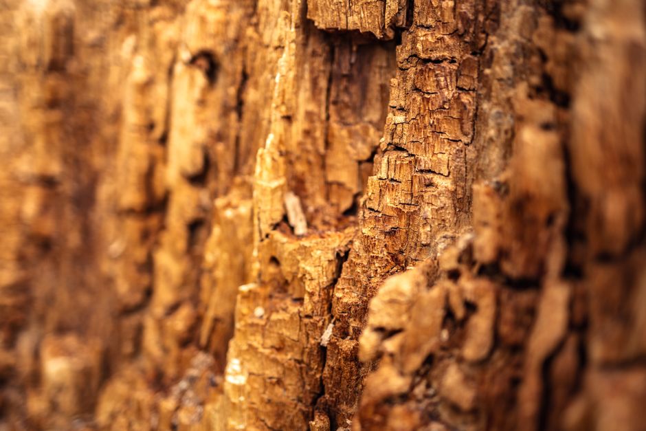 Close-up of tree bark showing natural texture and growth — stake girdling damage prevention in Surrey BC