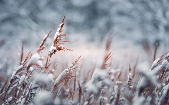 Close-up of a snow-covered wheat field with shallow focus in winter, capturing tranquility and natural beauty.