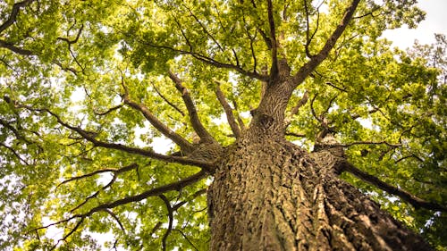 Close Up of a Oak Tree with Green Leaves