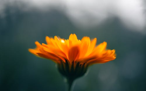 Orange Flower in Close-Up Photography