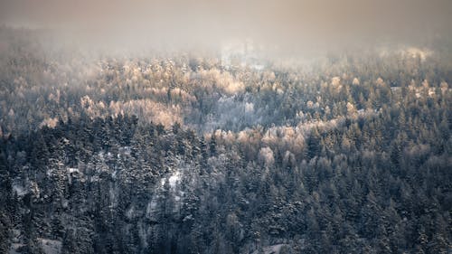 Darmowe zdjęcie z galerii z fotografia lotnicza, las, mgła