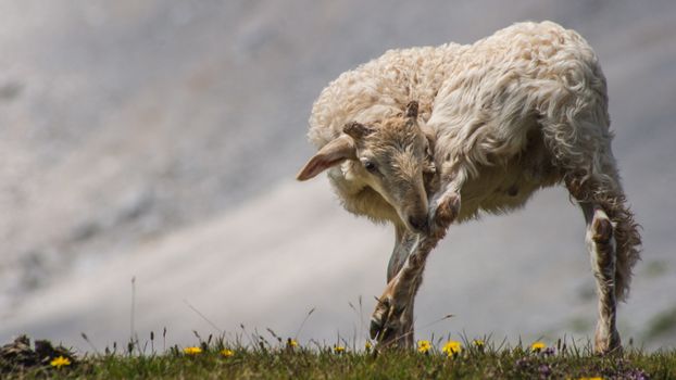 White Sheep on Green Grass