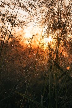 A tranquil scene of a grassy field illuminated by the golden hour sunset, capturing nature's beauty.