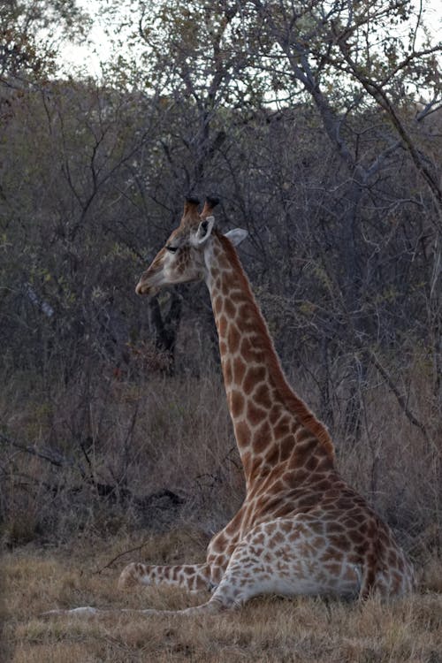 Giraffe Sitting on Brown Grass Field