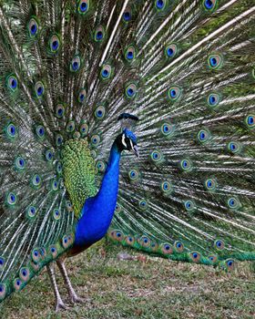 peacock photo