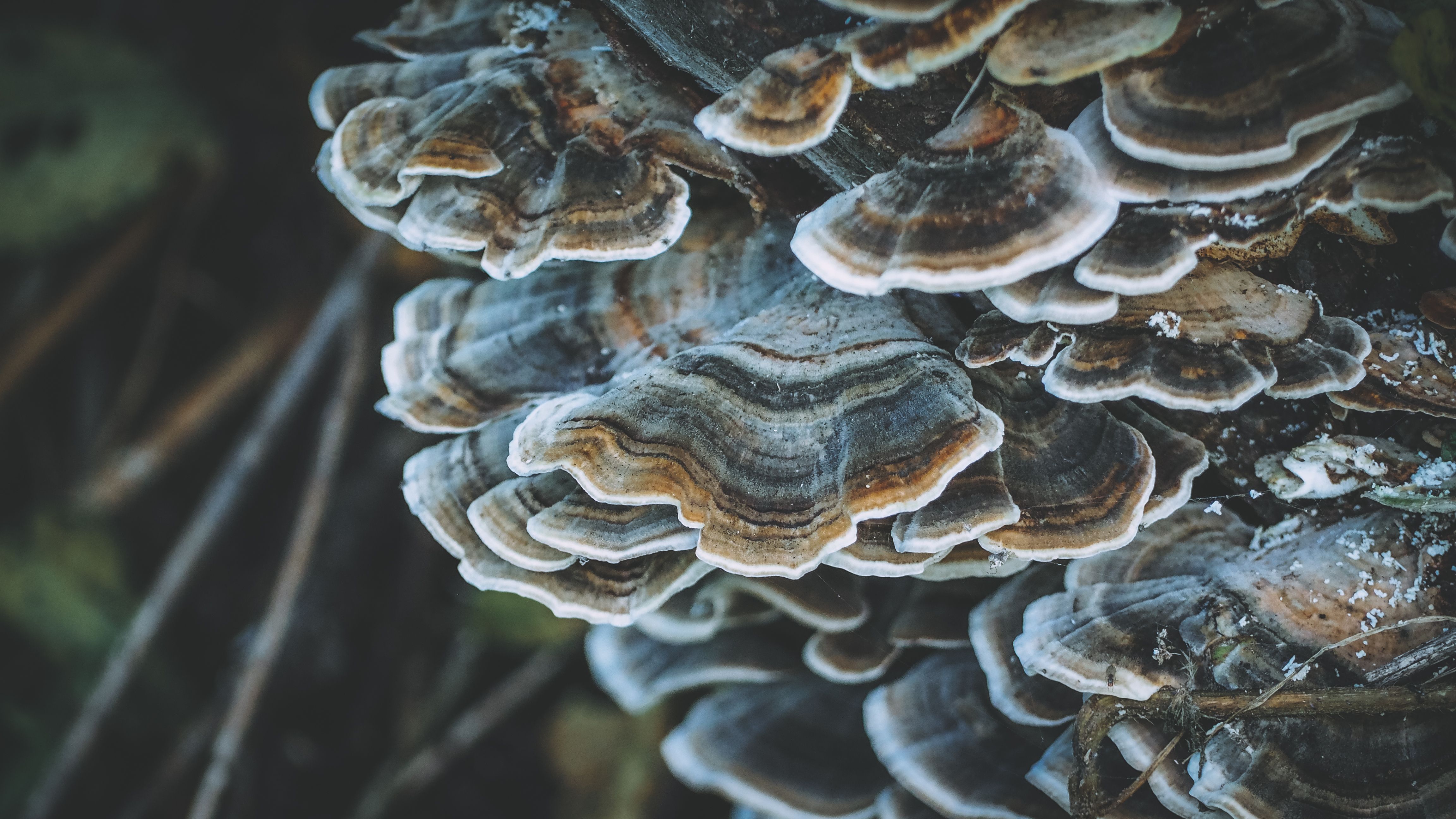 Turkey tail mushroom benefits infographic - turkey tail mushroom tea