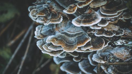 Free Detailed close-up of Turkey Tail fungi on a tree trunk in autumn. Nature's intricate growth patterns captured beautifully. Stock Photo