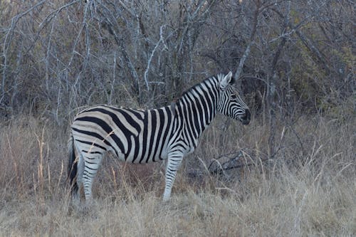 Zebra Standing on Brown Grass Field