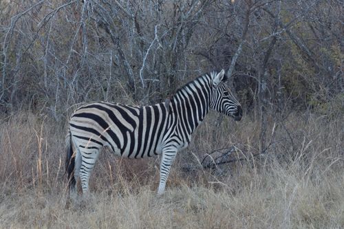 Free A solitary plains zebra standing in a grassland field, showcasing its iconic stripes. Stock Photo