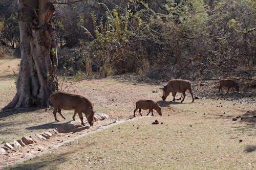 Warthogs in Wilderness