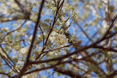 Foto d'estoc gratuïta de arbre, brots de flors, flors