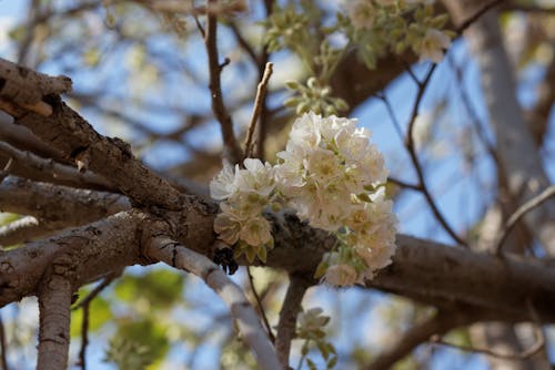 Kostnadsfri bild av afrikanska vildpäron, blomknoppar, blommor