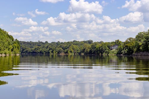 Body of Water Surrounded by Green Trees