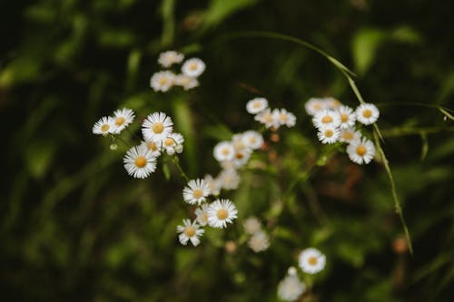 White Flowers in Tilt Shift Lens