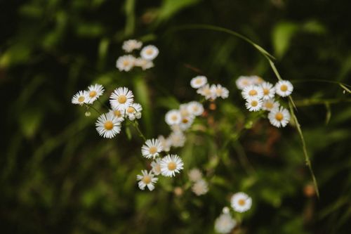 Free A delicate close-up of white daisies in Çamlıhemşin, Turkey with a lush green background. Stock Photo