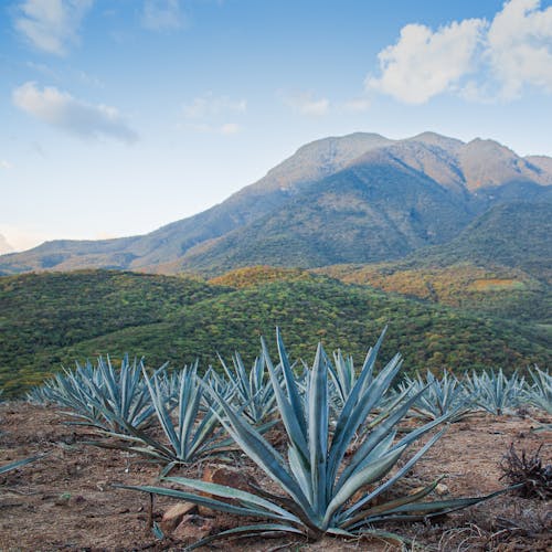 Green Plant on Brown Soil Near Green Mountain Under Blue Sky