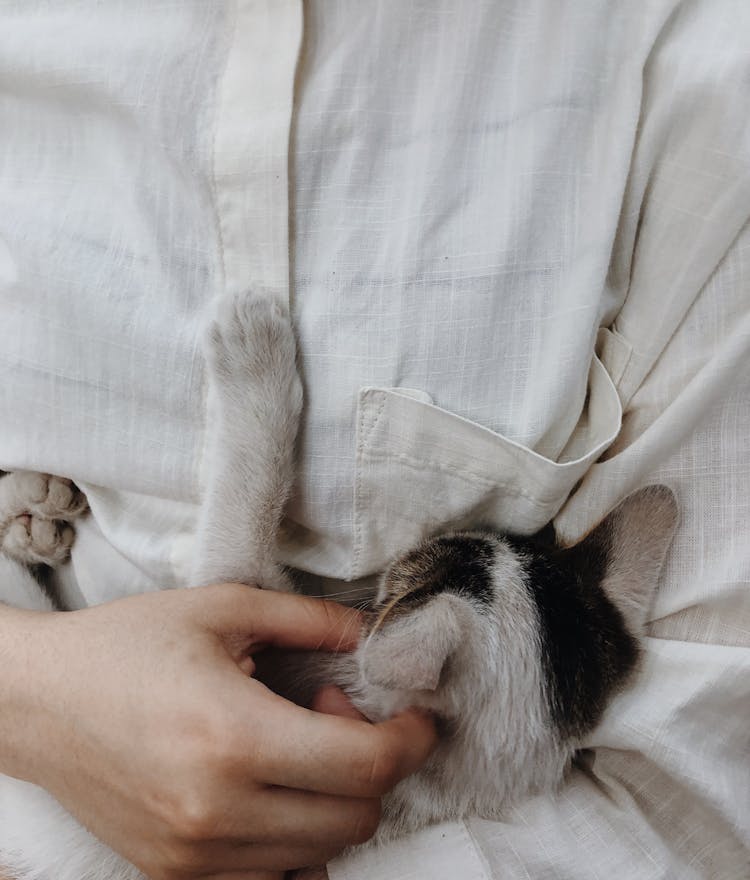 Close-up Of Person Cuddling Cat