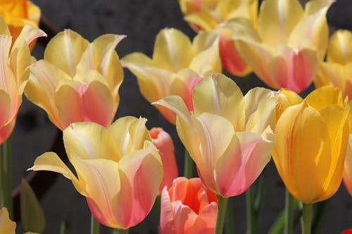 Kostnadsfri bild av blomfotografi, blommor, flora