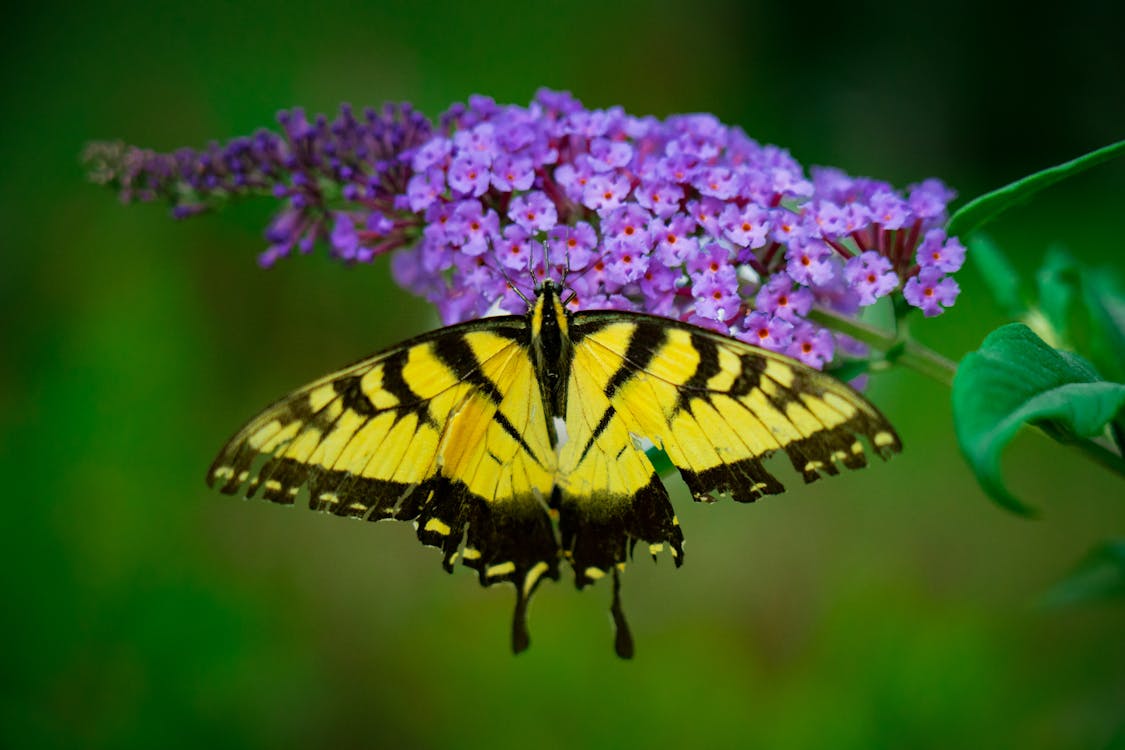 Tiger Swallowtail Butterfly Perched on Purple Flower in Close Up Photography