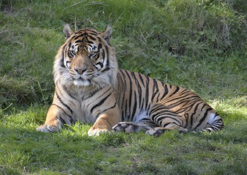 Close Up Photo of a Tiger Lying on Grass