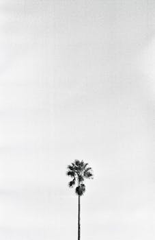 A striking black and white minimalist image featuring a solitary palm tree against a vast sky.