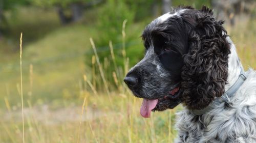 Free Close-up of a Cocker Spaniel dog with a blurred natural outdoor background. Stock Photo