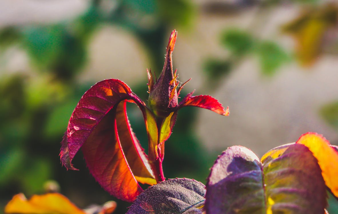 적갈색 잎이 많은 식물의 선택적 초점 사진