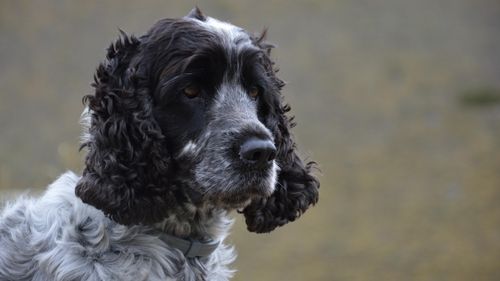 Free A detailed close-up portrait of a thoughtful English Cocker Spaniel with a blurred background. Stock Photo