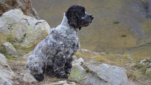 Black and White Dog Sitting on Rock